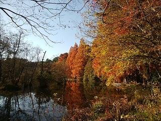 石神井公園の紅葉 12月初旬_1