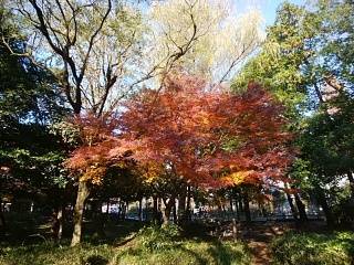 石神井公園の紅葉 12月初旬_2