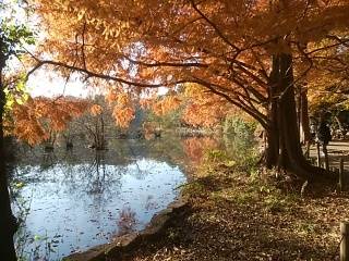 石神井公園の紅葉 12月初旬_4