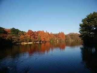 石神井公園の紅葉 12月初旬_5