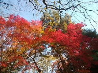 石神井公園の紅葉 12月初旬_7