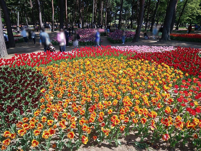 ペットとネモフィラ見ごろの国営ひたち海浜公園へ_12