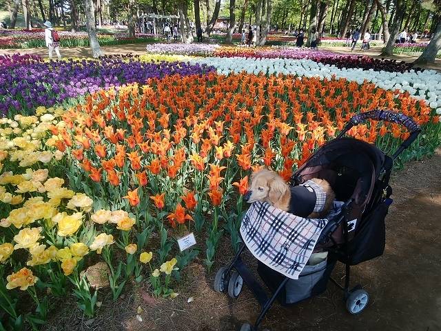 ペットとネモフィラ見ごろの国営ひたち海浜公園へ_14