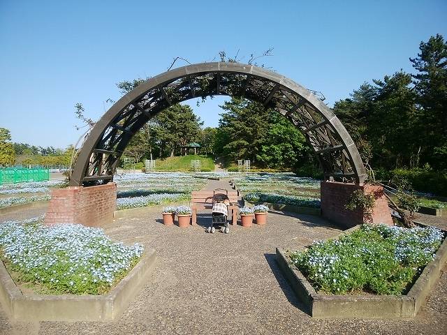 ペットとネモフィラ見ごろの国営ひたち海浜公園へ_15