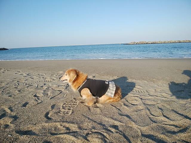 ペットとネモフィラ見ごろの国営ひたち海浜公園へ_16