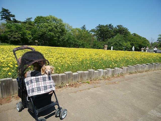 ペットとネモフィラ見ごろの国営ひたち海浜公園へ_3