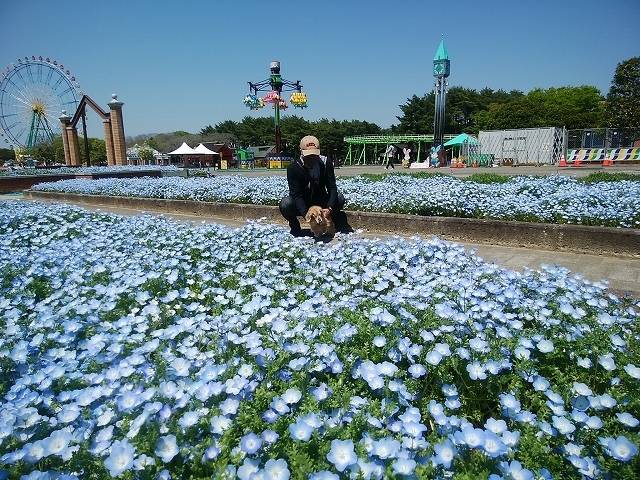 ペットとネモフィラ見ごろの国営ひたち海浜公園へ_4