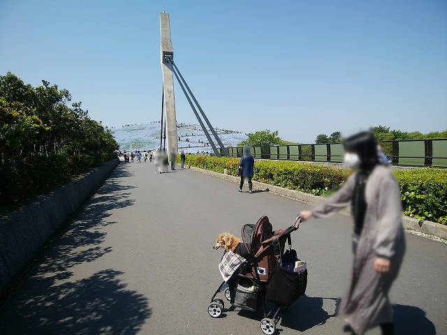 ペットとネモフィラ見ごろの国営ひたち海浜公園へ_6