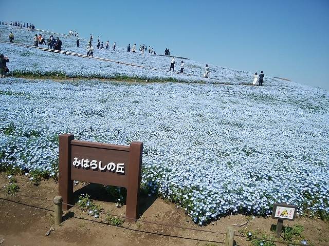 ペットとネモフィラ見ごろの国営ひたち海浜公園へ_7