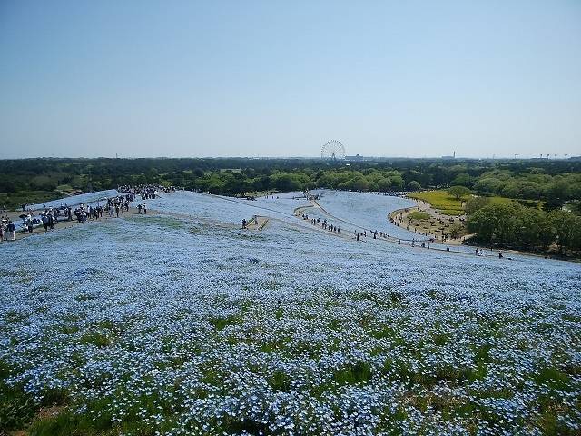 ペットとネモフィラ見ごろの国営ひたち海浜公園へ_8