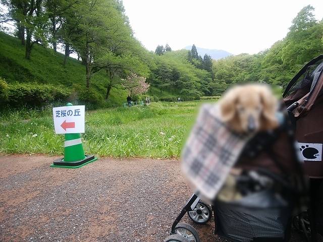 ペットと芝桜見頃の羊山公園へ_1