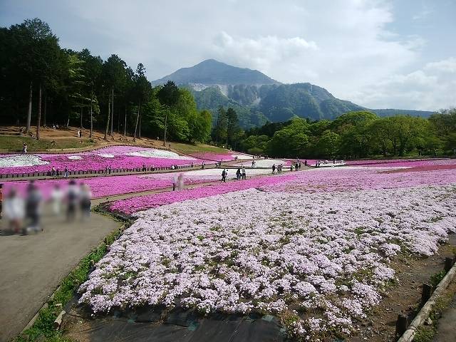 ペットと芝桜見頃の羊山公園へ_12