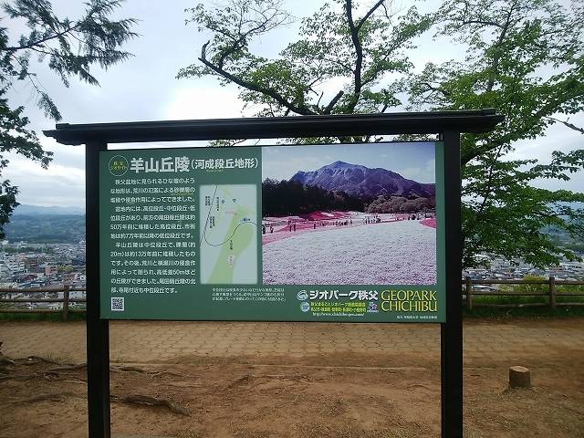 ペットと芝桜見頃の羊山公園へ_16