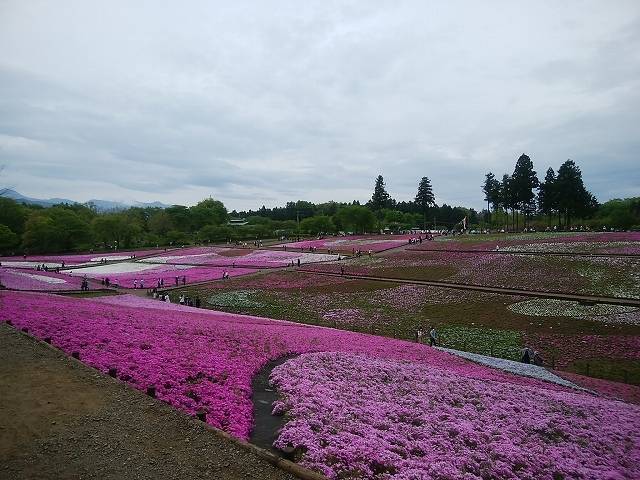 ペットと芝桜見頃の羊山公園へ_2