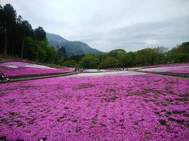 ペットと芝桜見頃の羊山公園へ_3