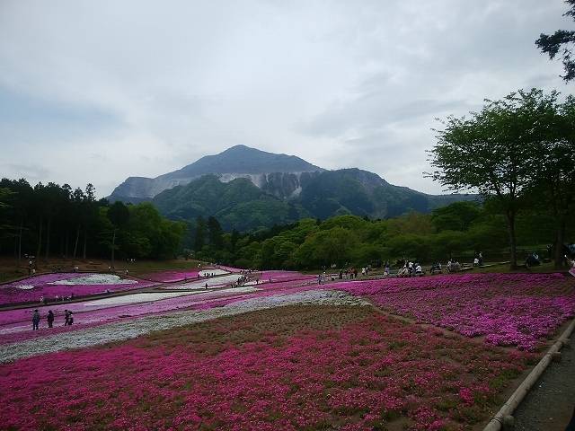 ペットと芝桜見頃の羊山公園へ_4