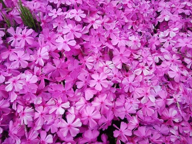 ペットと芝桜見頃の羊山公園へ_6