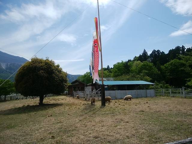 ペットと芝桜見頃の羊山公園へ_7