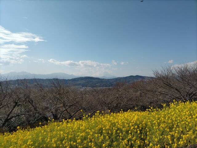 吾妻山公園(二宮)に行ってきた_11