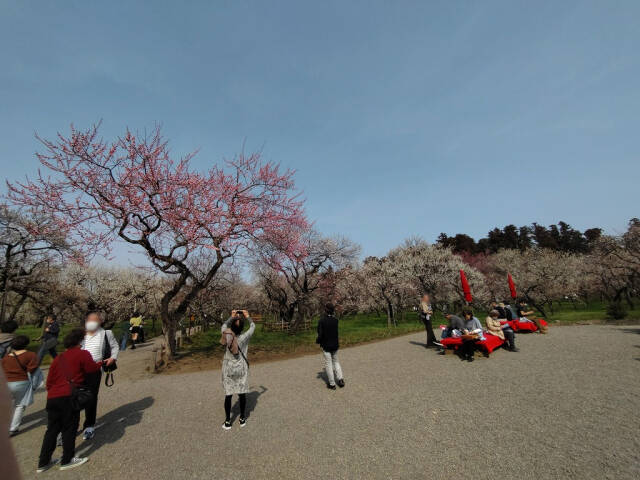 水戸の梅まつり(偕楽園)に行ってきた_14