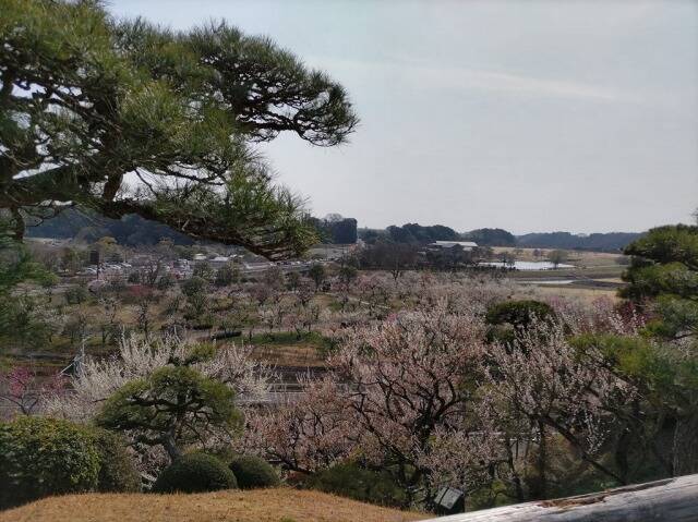 水戸の梅まつり(偕楽園)に行ってきた_17