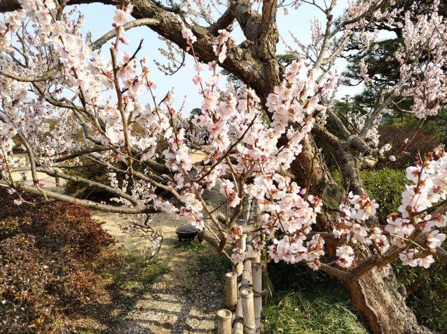 水戸の梅まつり(偕楽園)に行ってきた_23