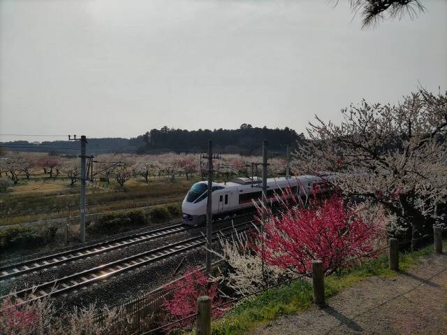 水戸の梅まつり(偕楽園)に行ってきた_24