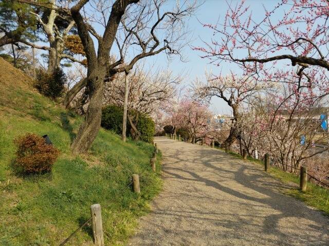 水戸の梅まつり(偕楽園)に行ってきた_25