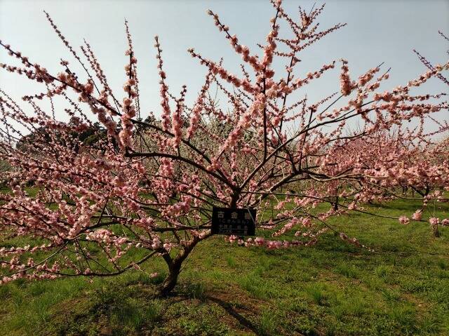 水戸の梅まつり(偕楽園)に行ってきた_7