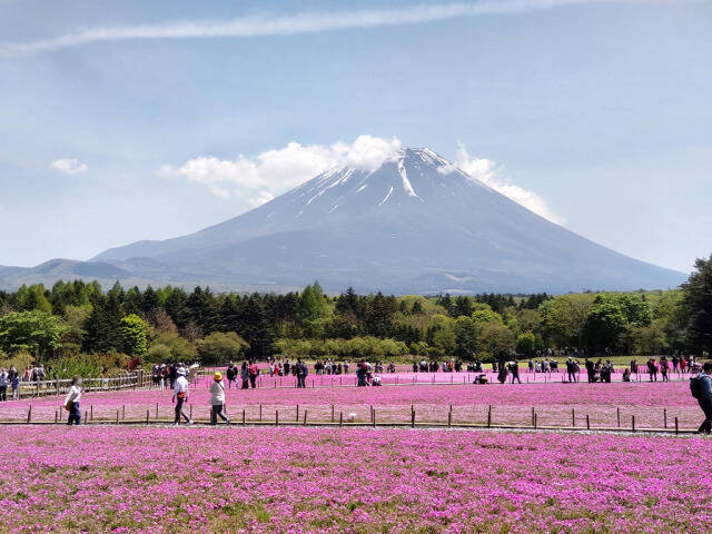 富士芝桜まつり(富士本栖湖リゾート)に行ってきた_7