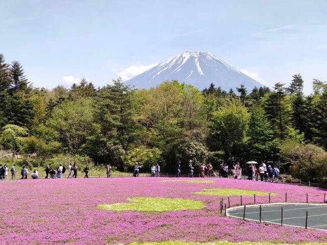 富士芝桜まつり(富士本栖湖リゾート)に行ってきた_12