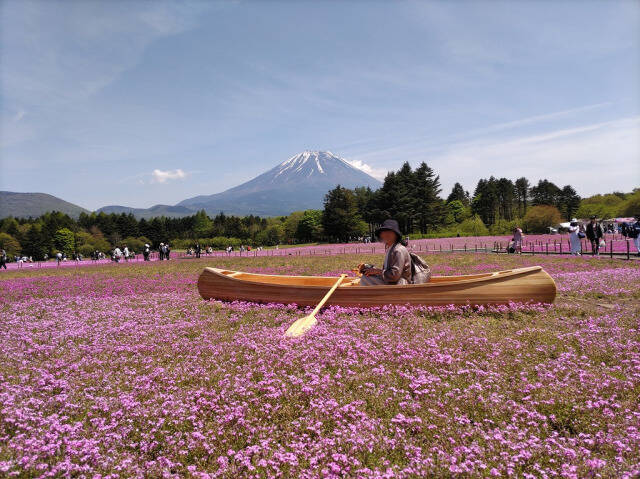 富士芝桜まつり(富士本栖湖リゾート)に行ってきた_13