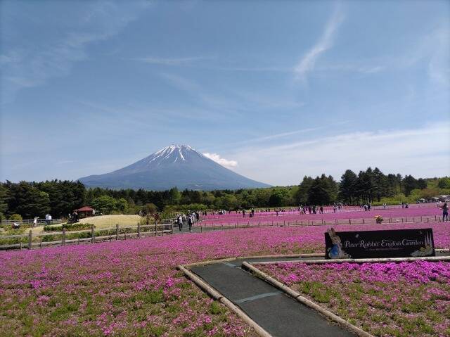 富士芝桜まつり(富士本栖湖リゾート)に行ってきた_14