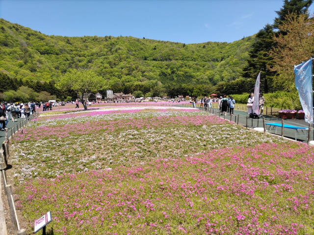 富士芝桜まつり(富士本栖湖リゾート)に行ってきた_3