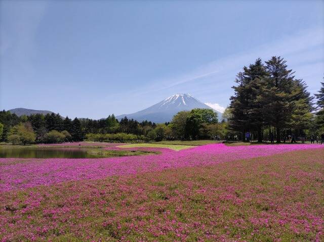 富士芝桜まつり(富士本栖湖リゾート)に行ってきた_4