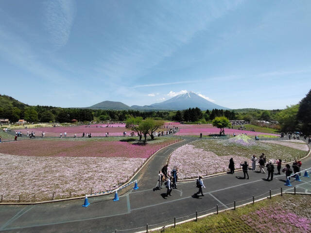 富士芝桜まつり(富士本栖湖リゾート)に行ってきた_9