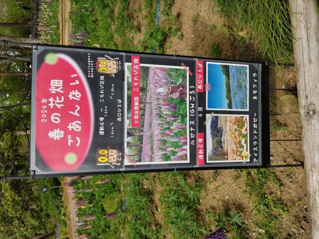 国営武蔵丘陵森林公園に自転車を積んで行ってきた_6