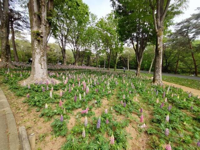 国営武蔵丘陵森林公園に自転車を積んで行ってきた_7