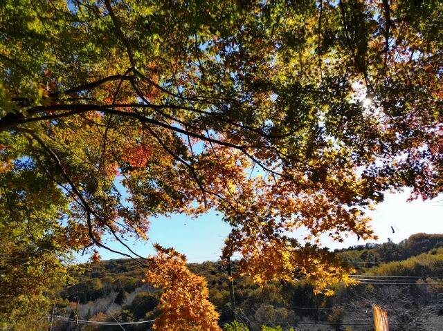ロープウェイで宝登山へ。そして長瀞散策。_18