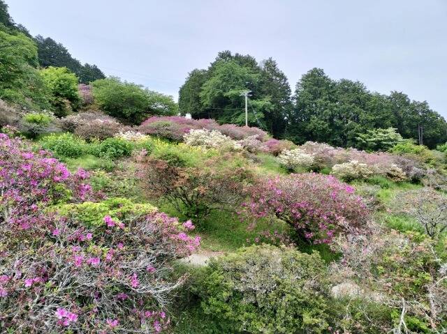ロープウェイを使わず宝登山へ_22