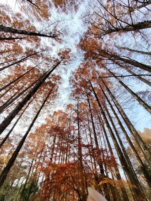 生田緑地に行ってきた_10