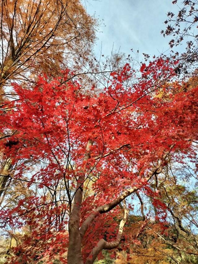 生田緑地に行ってきた_11