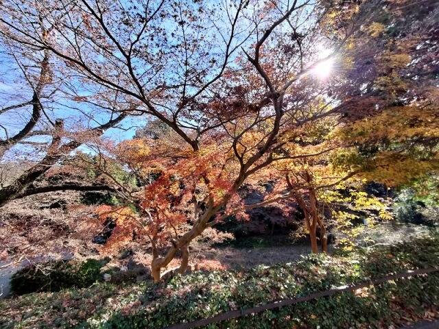 生田緑地に行ってきた_5